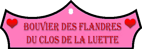 SITE WEB ELEVAGE DU CLOS DE LA LUETTE SPECIALISE POUR LE BOUVIER DES FLANDRES © COPYRIGHT DEPOSE